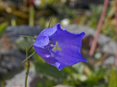 scheuchzeri רשימה
