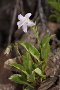 scouleri רשימה
