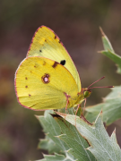 alfacariensis popis