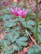 repandum სია