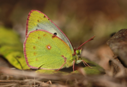 nilagiriensis სია