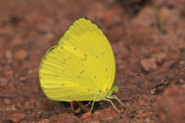 senegalensis სია