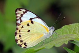 calypso სია