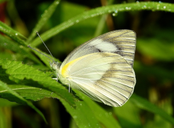 libythea სია