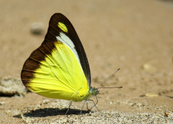 lyncida სია
