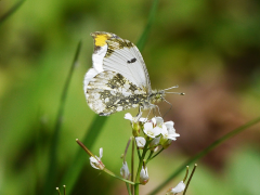 scolymus სია