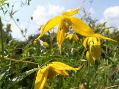 tangutica បញ្ជី