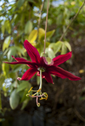 antioquiensis បញ្ជី