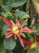 cinnabarina បញ្ជី