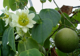 guatemalensis បញ្ជី