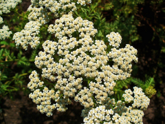 nobilis បញ្ជី
