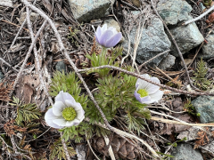 drummondii lëscht