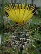 sulphurea lëscht