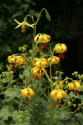 pyrenaicum ລາຍຊື່