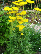 filipendulina ລາຍຊື່