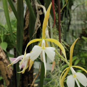 falcatum ລາຍຊື່