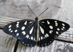 japonica ລາຍຊື່