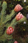 aristata lisitra