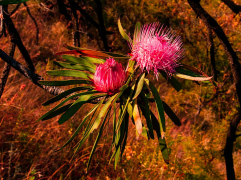 curvata lisitra
