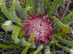 denticulata lisitra