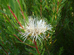 lanceolata lisitra