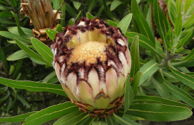 lepidocarpodendron lisitra