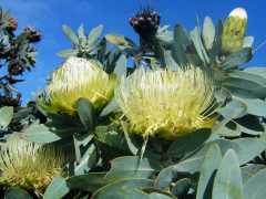 nitida lisitra