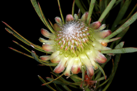 scolymocephala lisitra
