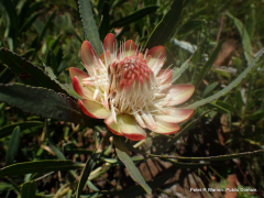 simplex lisitra