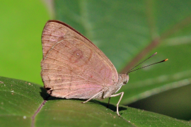 pusilla rārangi