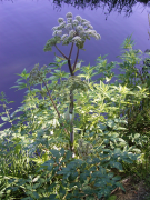 sylvestris список