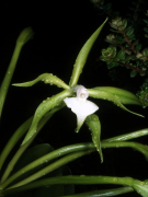 philocremnum список