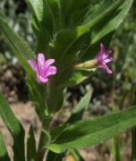 densiflorum ലിസ്റ്റ്