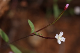 minutum ലിസ്റ്റ്