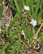 oregonense ലിസ്റ്റ്