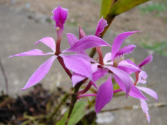 flexuosum ലിസ്റ്റ്
