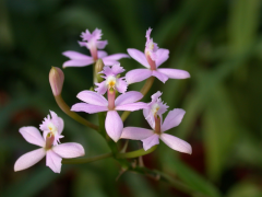 ibaguense ലിസ്റ്റ്