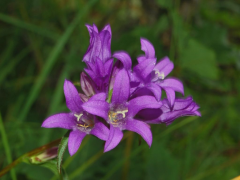glomerata ലിസ്റ്റ്