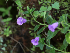 jacobaea ലിസ്റ്റ്