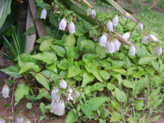 punctata ലിസ്റ്റ്