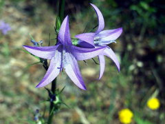 rapunculus ലിസ്റ്റ്