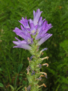 spicata ലിസ്റ്റ്