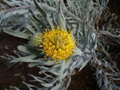 tomentosum senarai