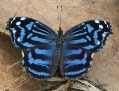 ethusa senarai