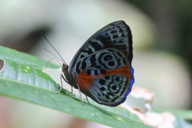 sophonisba senarai