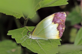 argia senarai