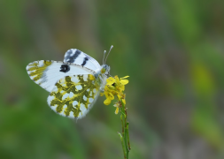 ausonia senarai