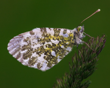 cardamines senarai