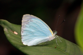 thalassina senarai