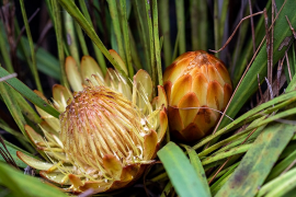 scabra စာရင်း